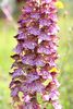 Orchis purpurea - foto di Paolo Caciagli
per ingrandire la foto cliccare sulla miniatura (645 Kb)